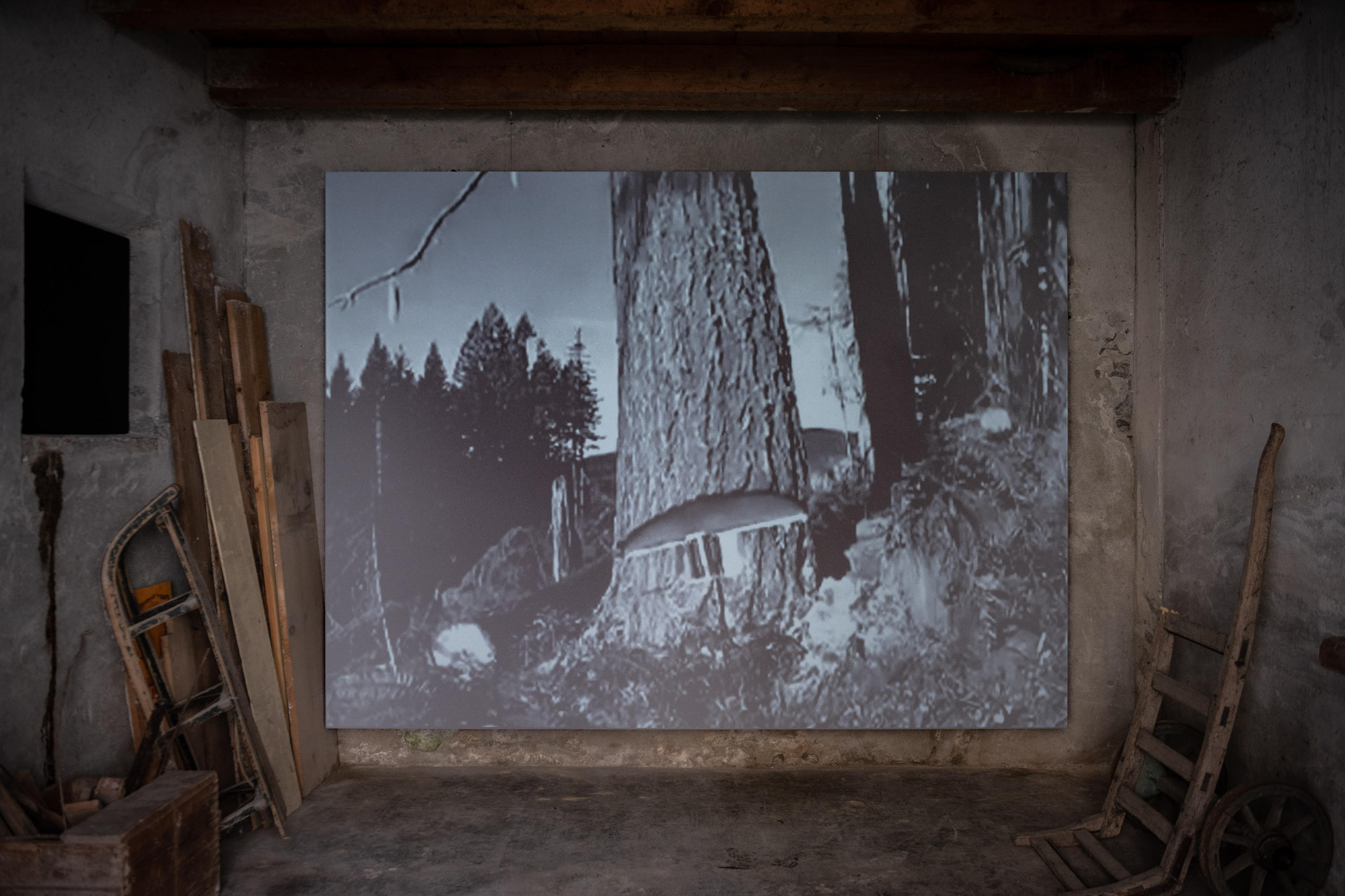 Film in Holzschopf von gefälltem Baum