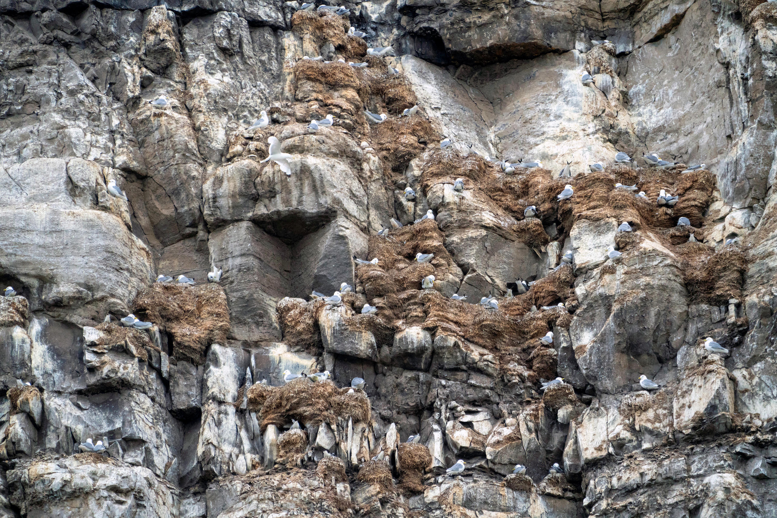 A typical bird cliff with nesting birds