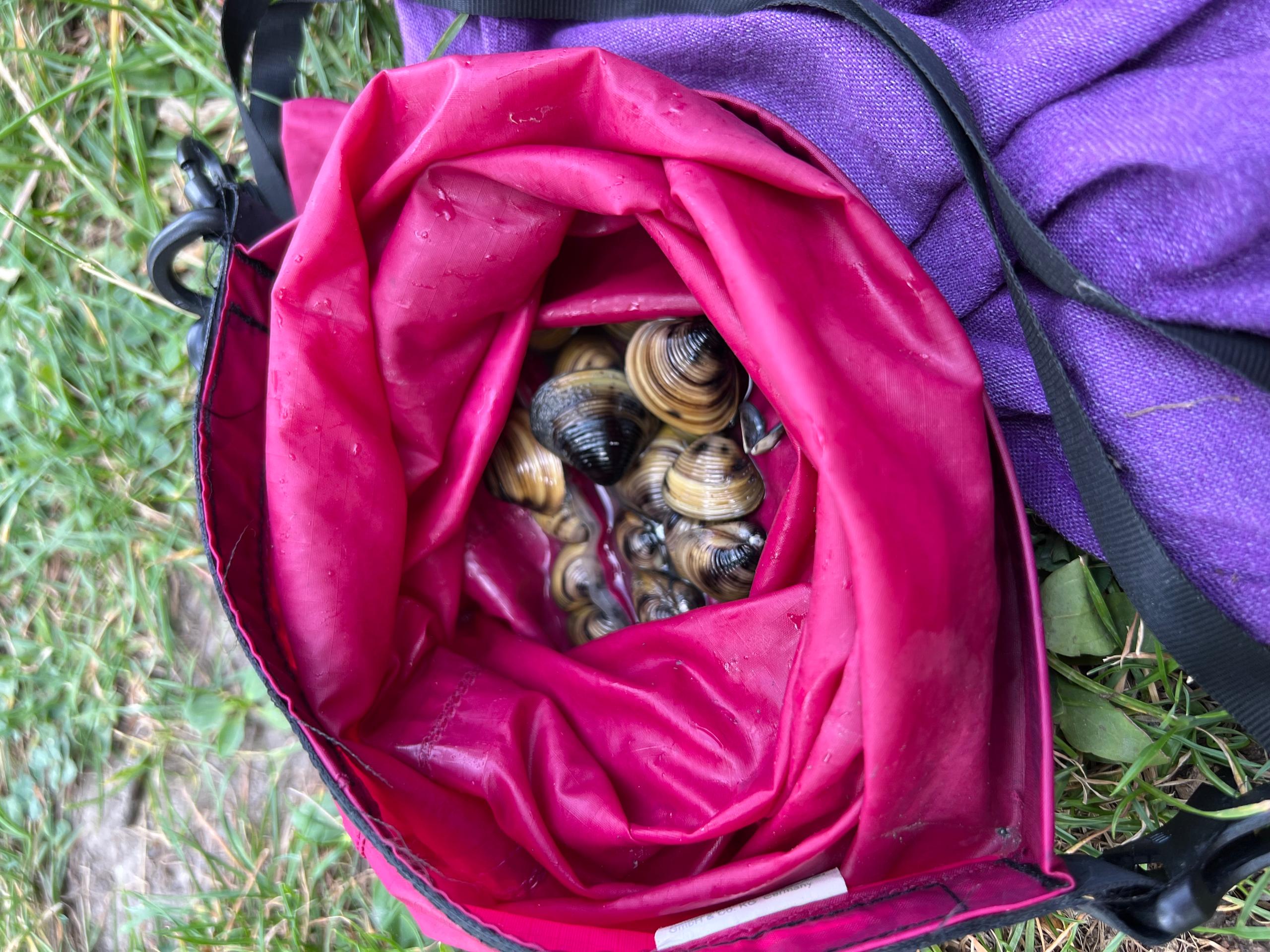A small bag filled with Asian clams