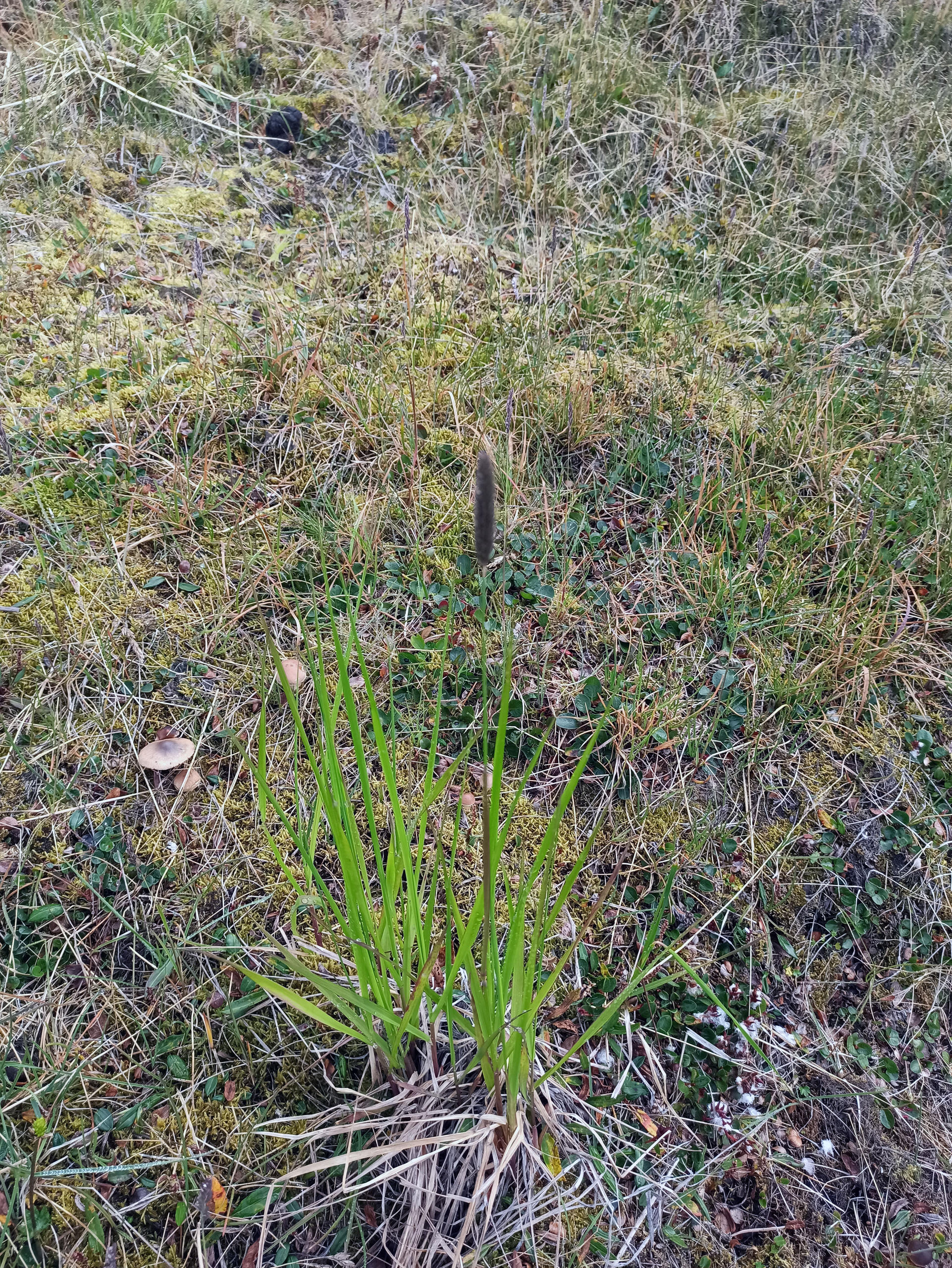 Non-native grass species (Alopecurus pratensis) invading the natural tundra