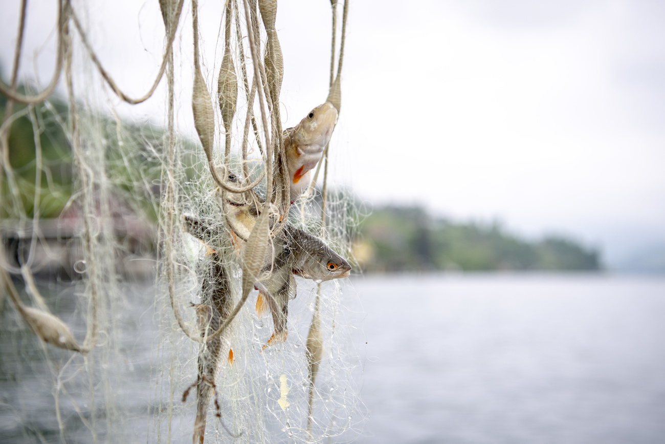 Fische im Netz