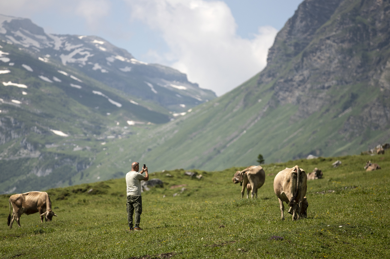 persona fotografa mucche al pascolo. sullos fondo momtagne con qualche macchia di neve