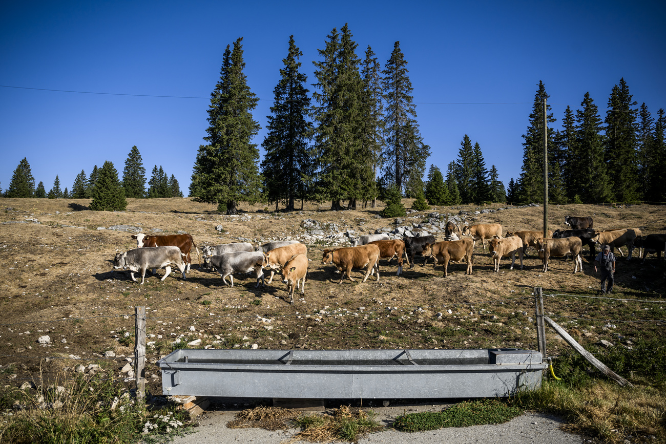 cows in mountain field