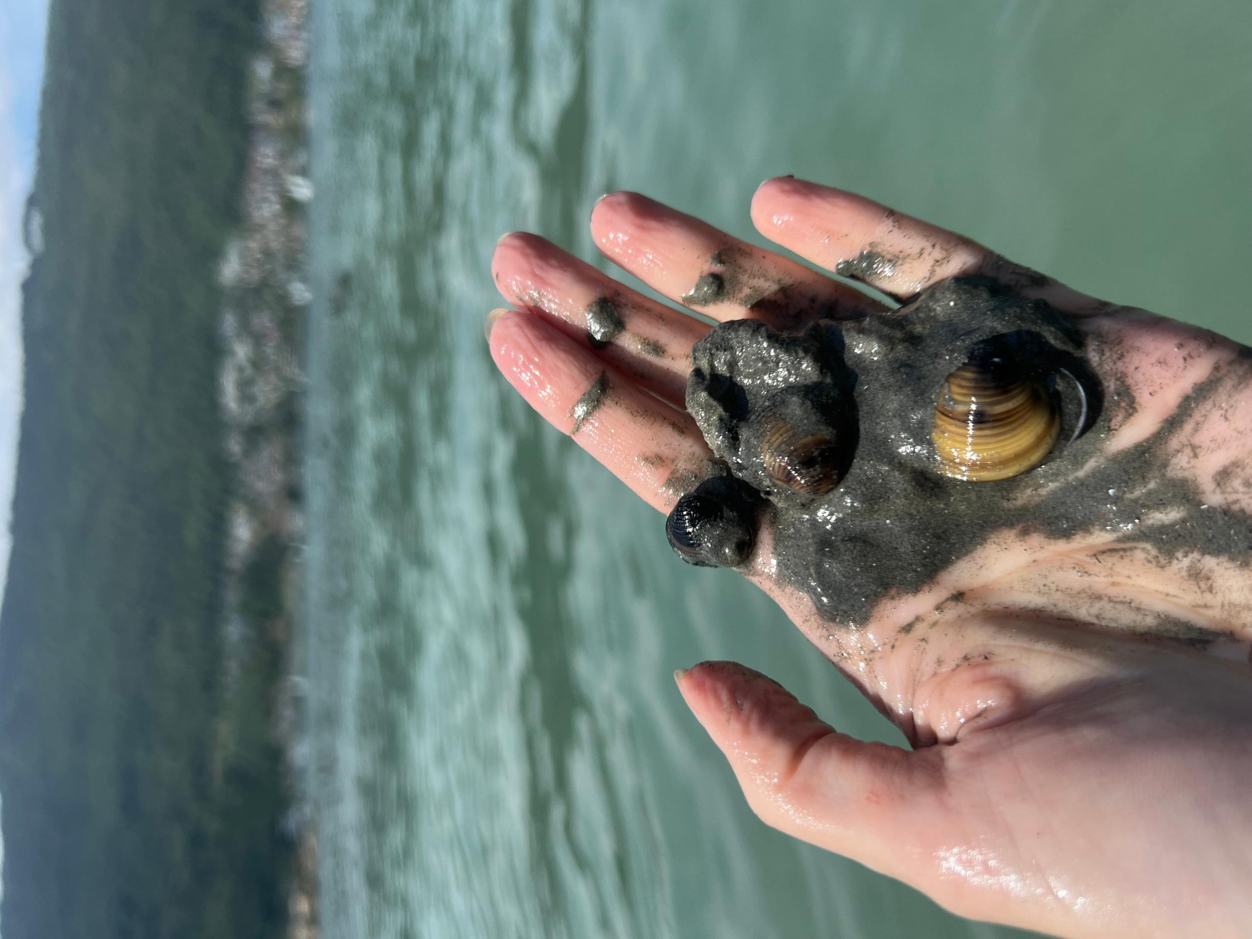 A hand holding clams and wet sand
