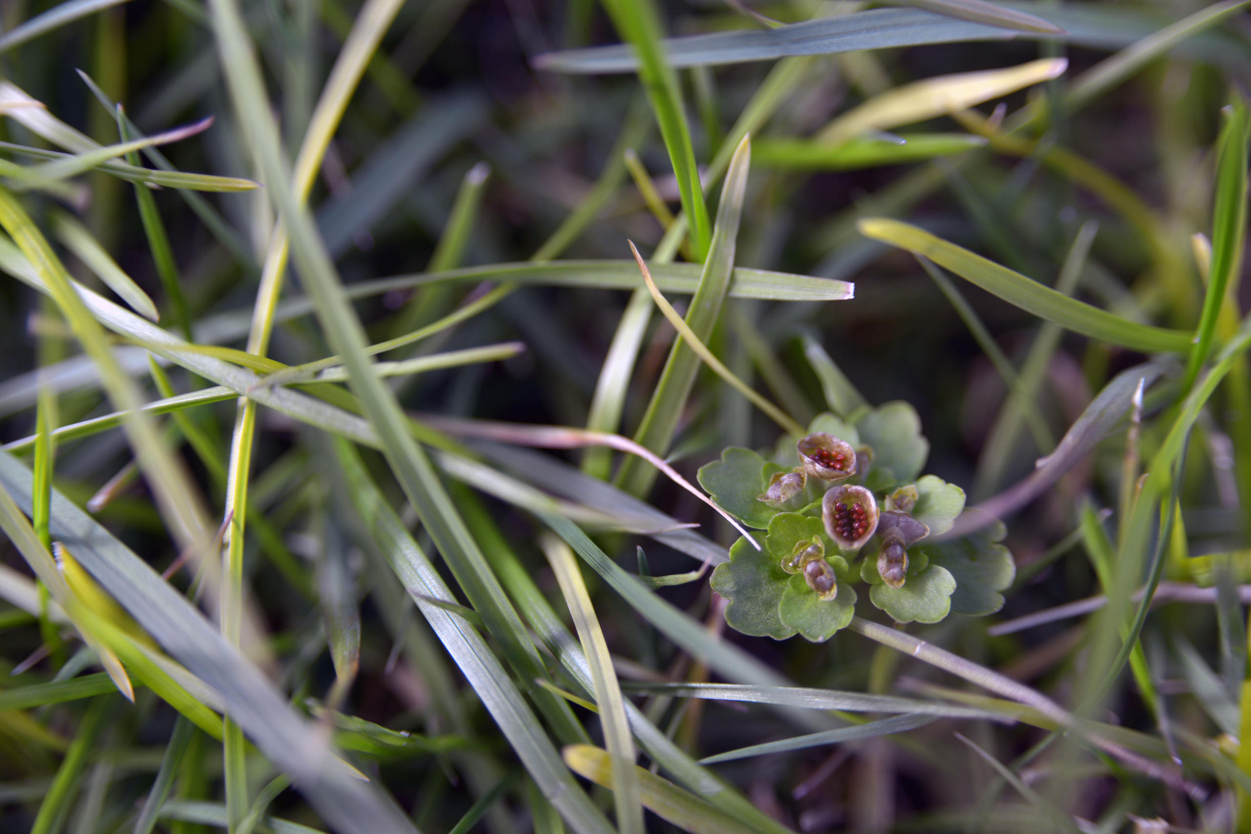 Chrysosplenium tetrandrum growing on our sampling site in Longyearbyen.