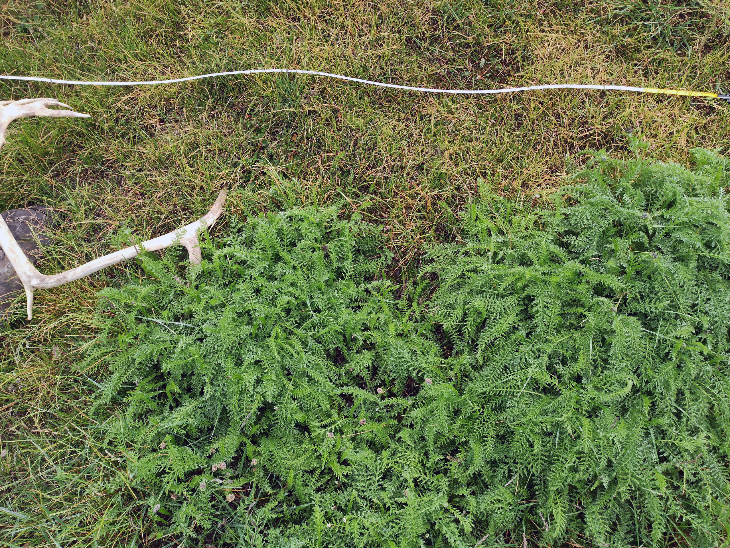 Large amount of introduced yarrow (Achillea millefolium) in our disturbed sampling site in Barentsburg.