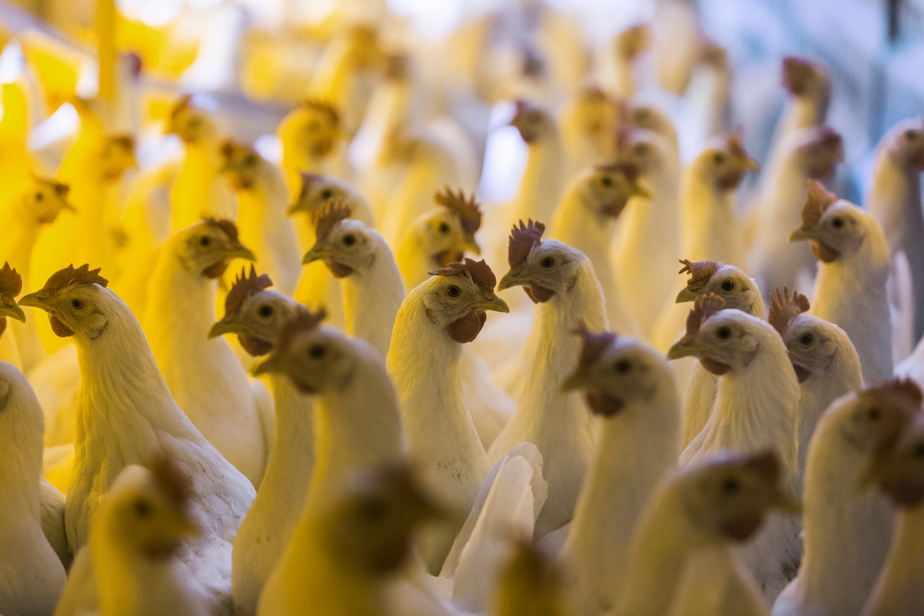 Poules dans un élevage