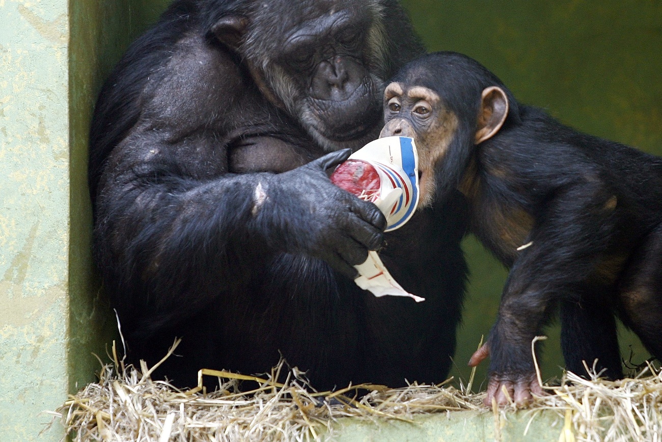 chimps with ice cream