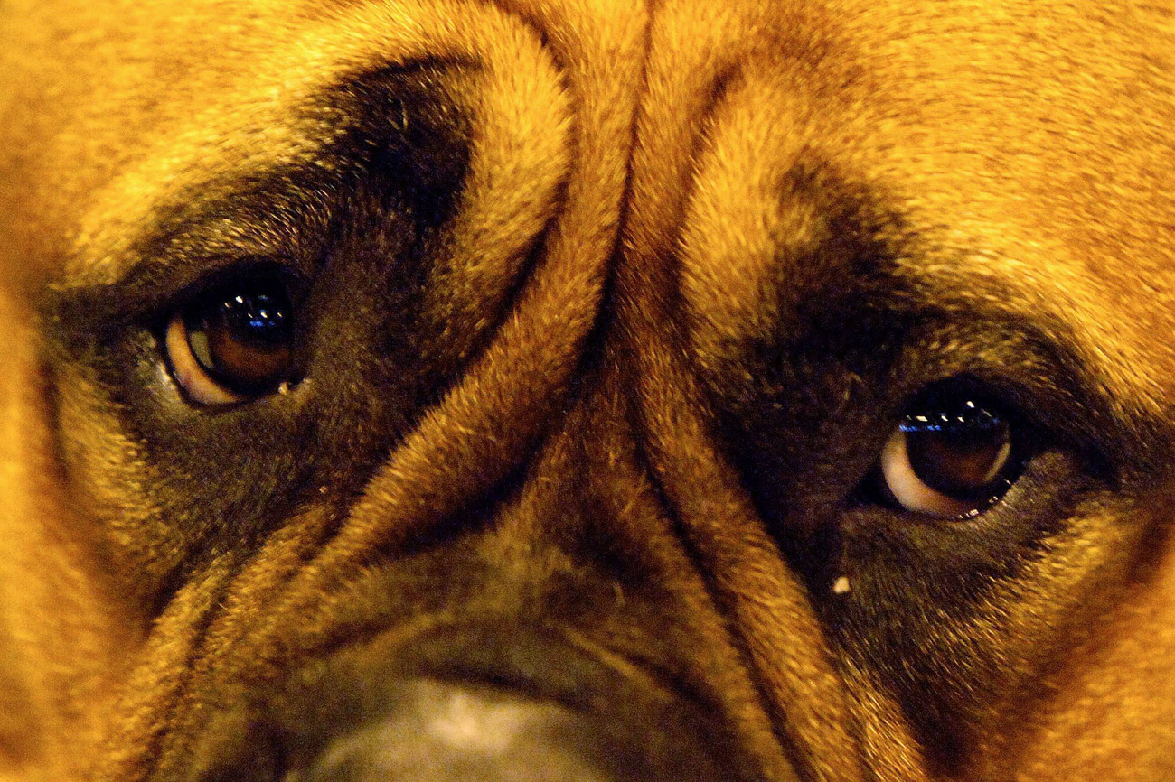 primo piano sugli occhi di un cane