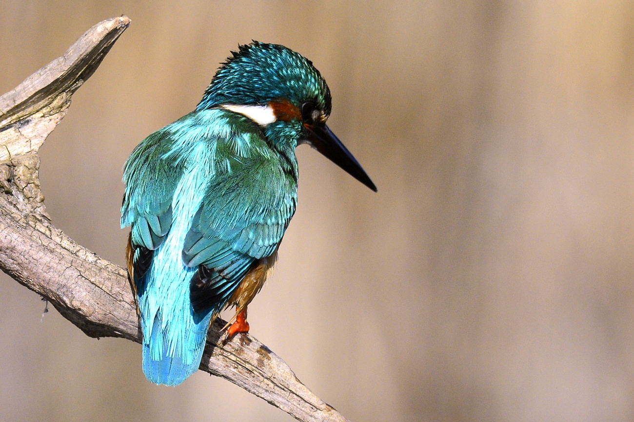 pájaro martín pescador