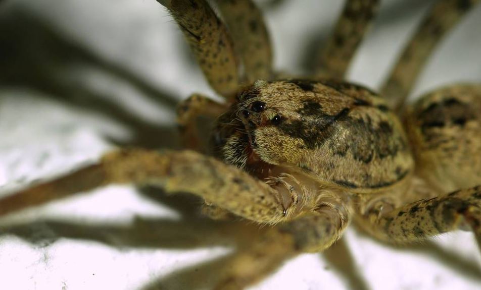 Braune Spinne