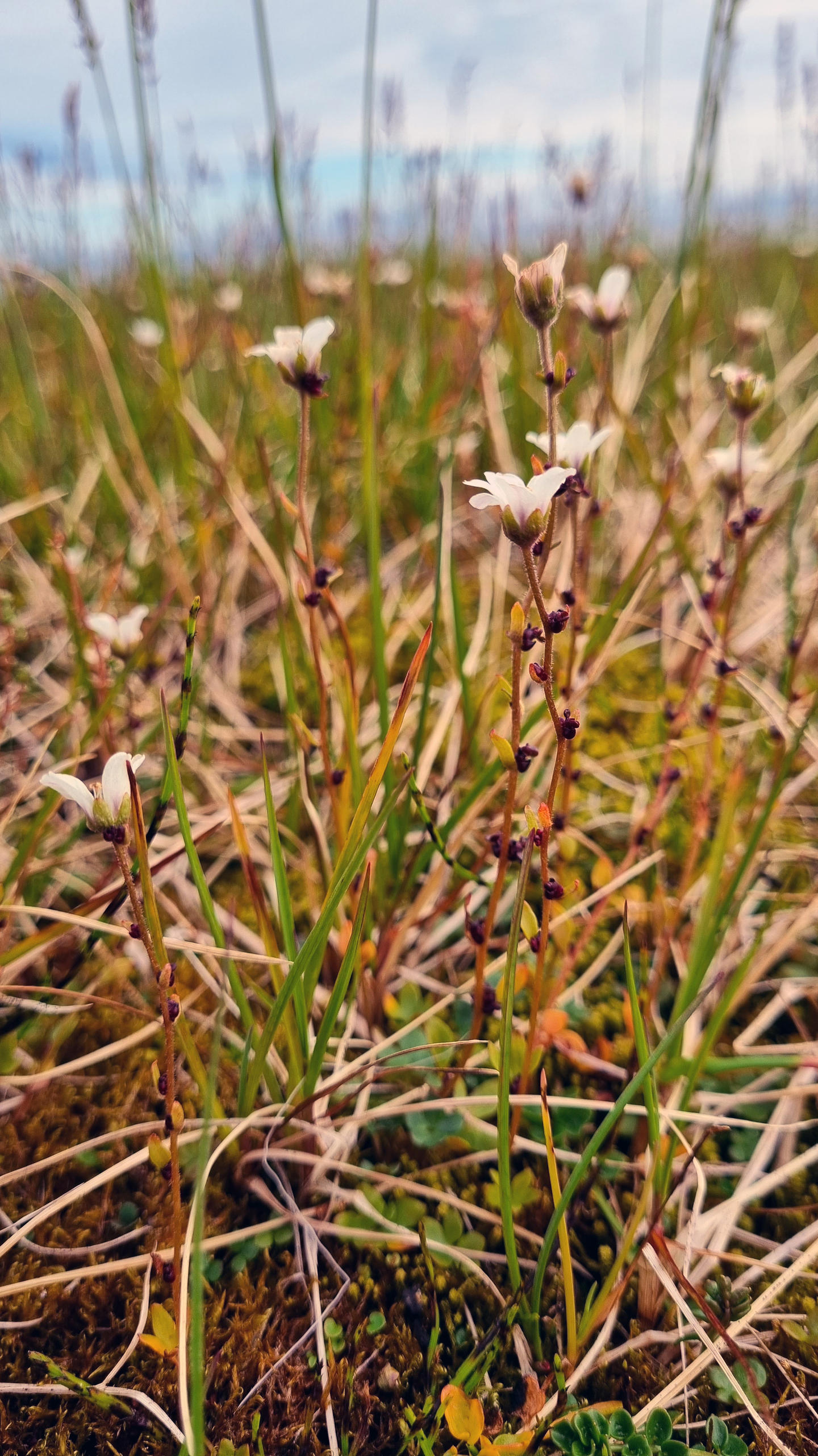 Saxifraga svalbardensis - flower with white blossoms