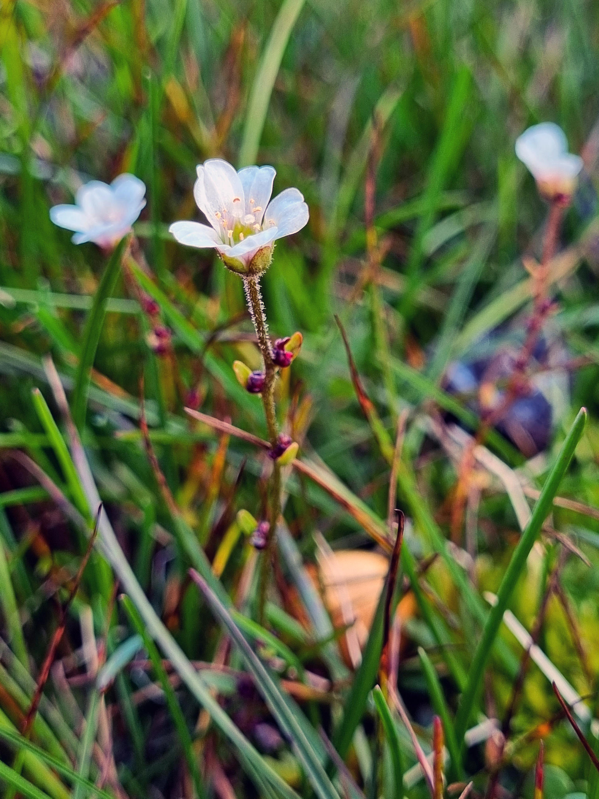 Endemic Saxifraga svalbardensis - a plant with white blossoms