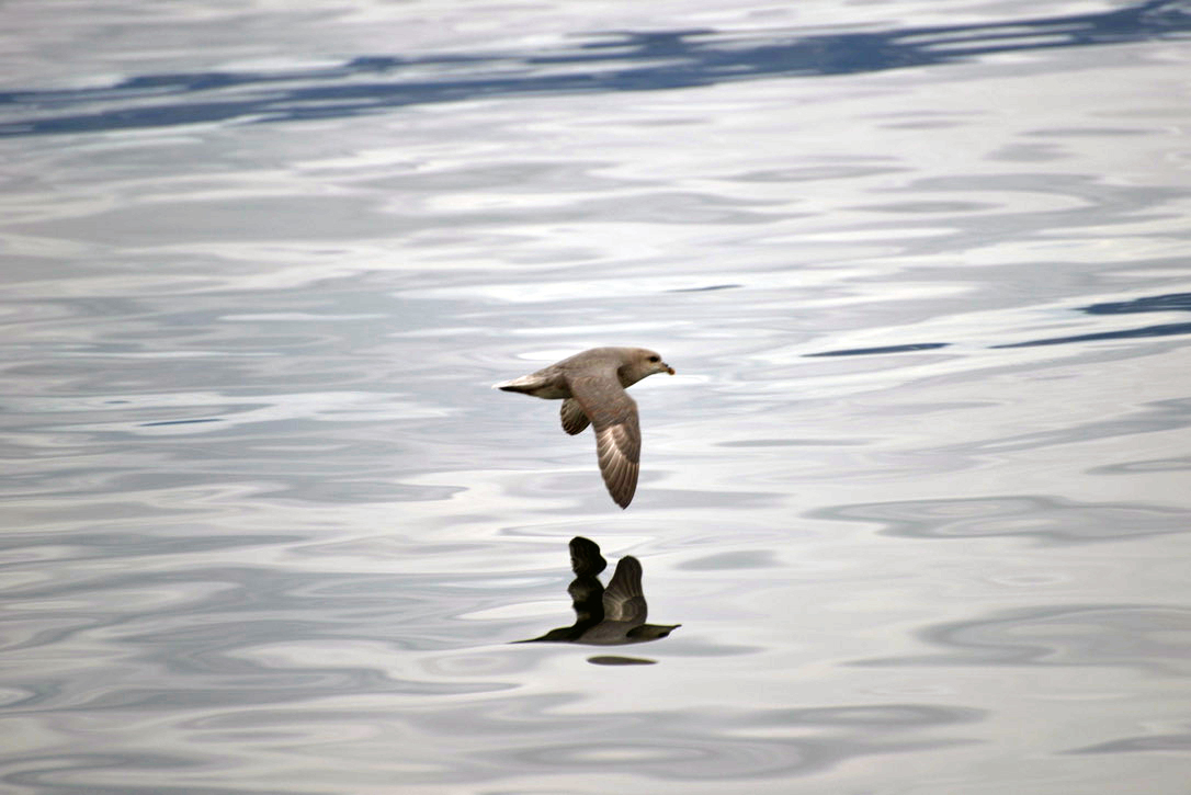 Fulmar bird flying across the water