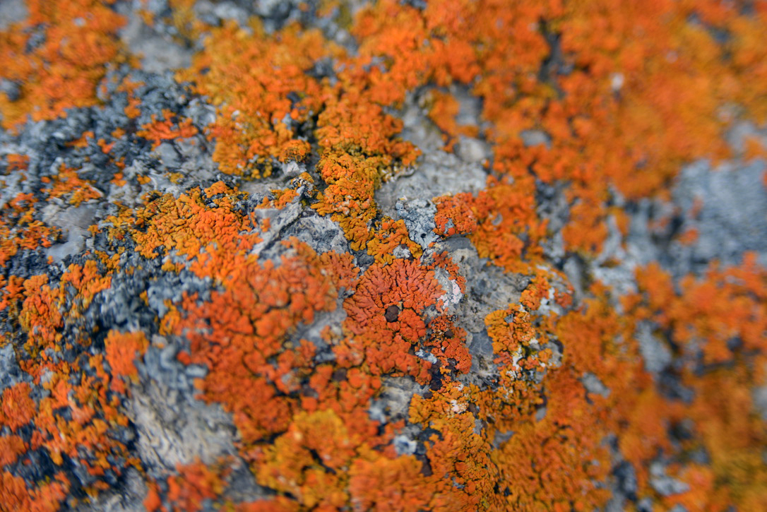lichene di colore arancione su una roccia