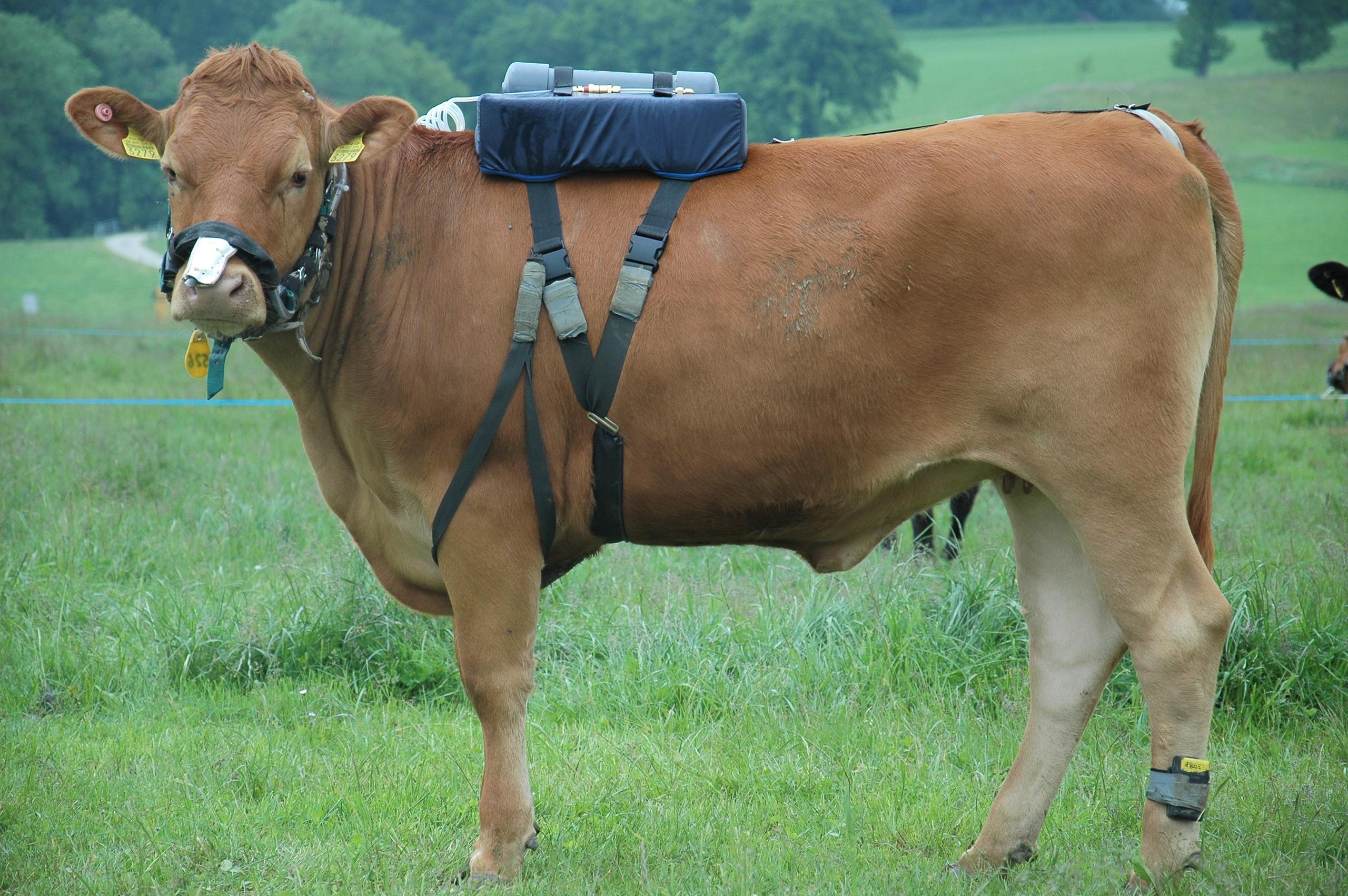 Eine Kuh mit einem technischen Rucksack.