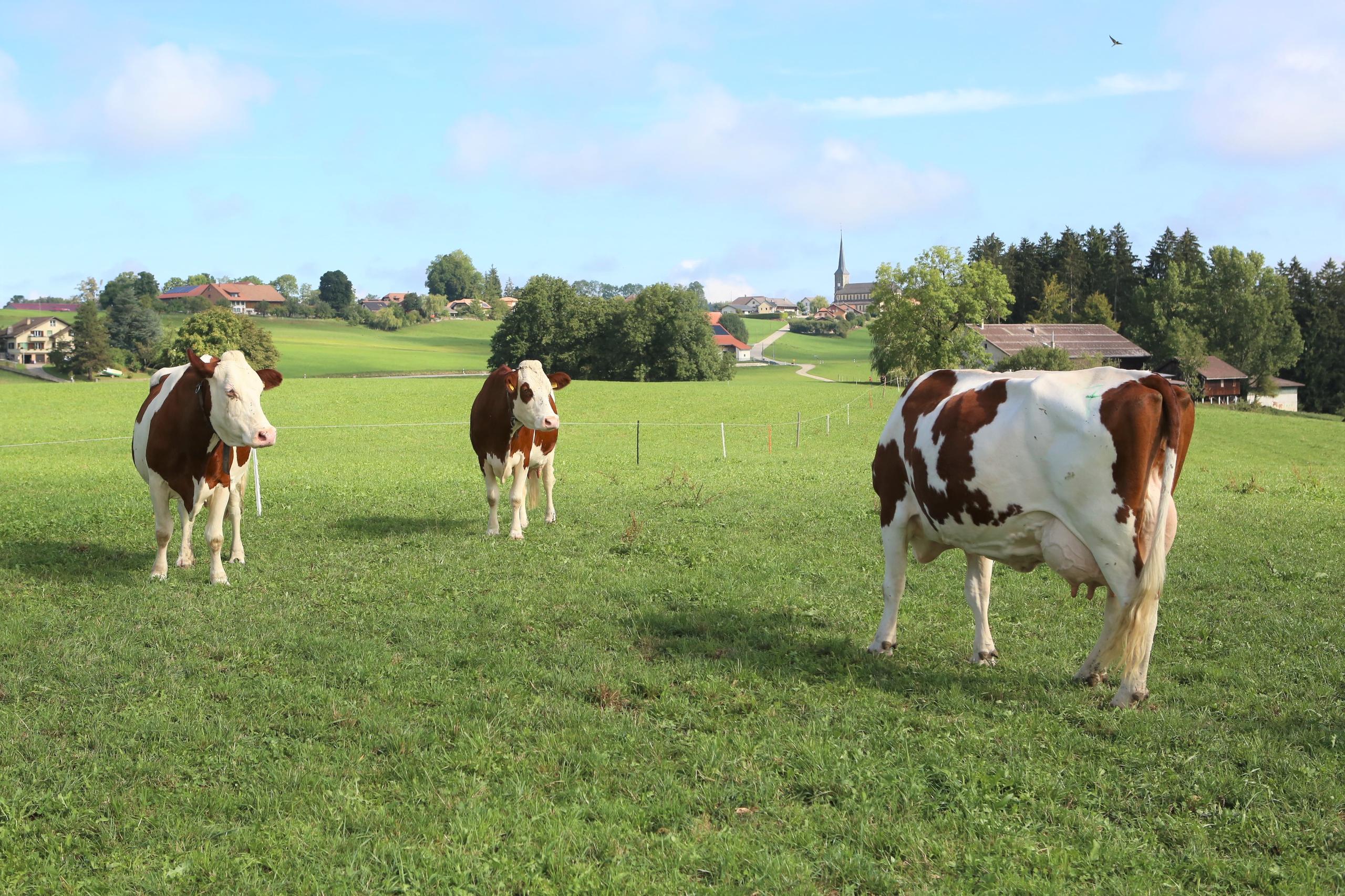 Drei Kühe auf einer Wiese