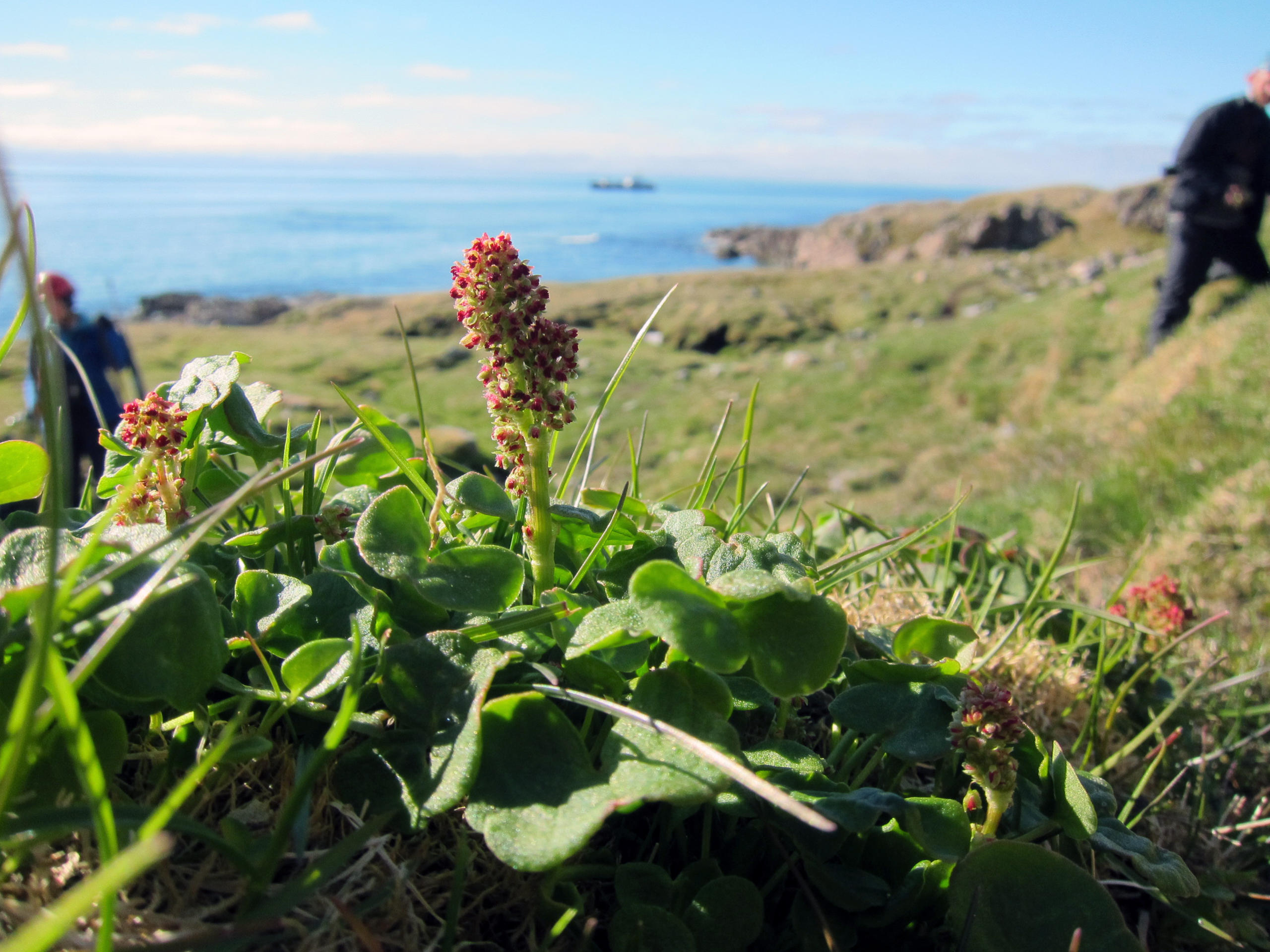 he Mountain sorrel (Oxyria digyna)