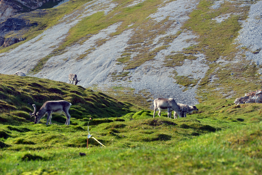 Reindeer calmly grazing