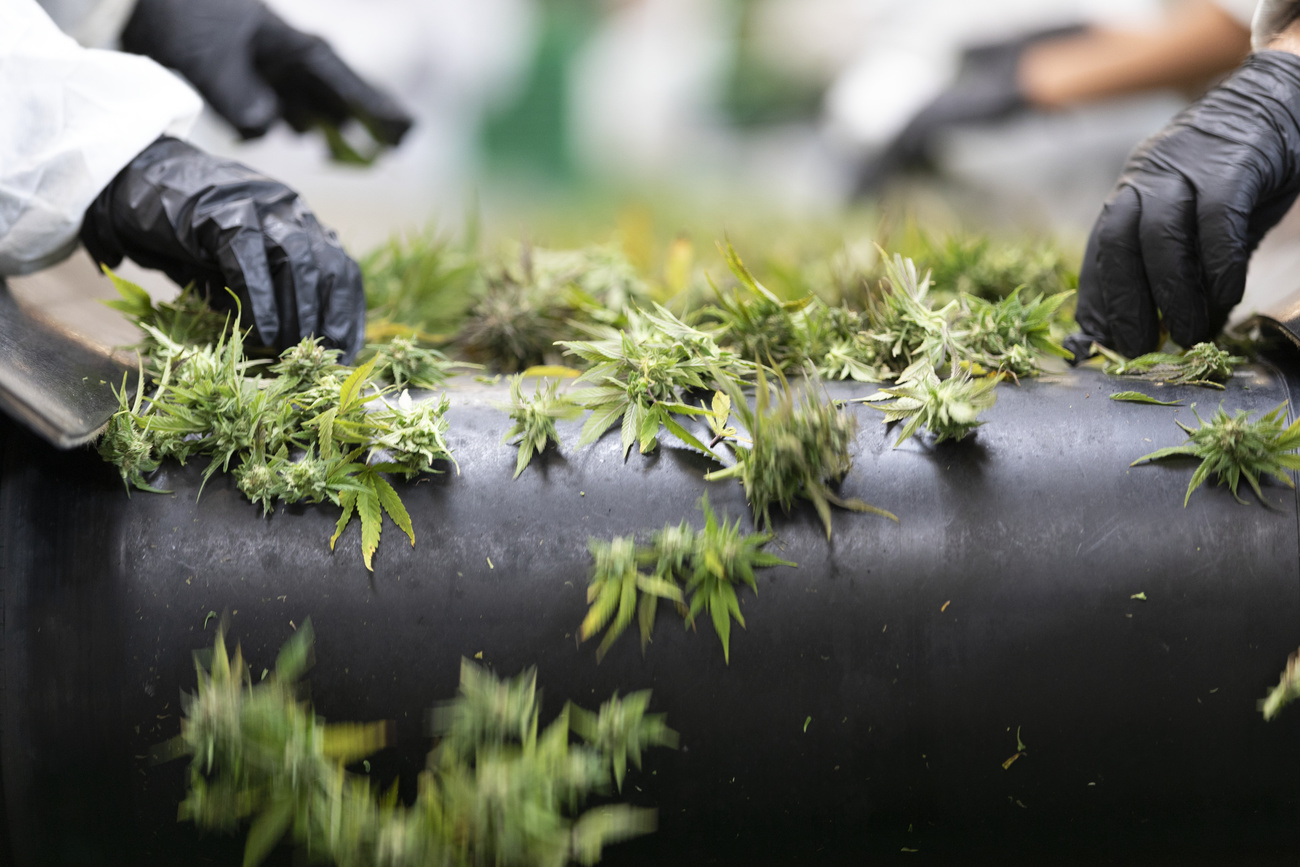 Cannabis plants being processed in a factory