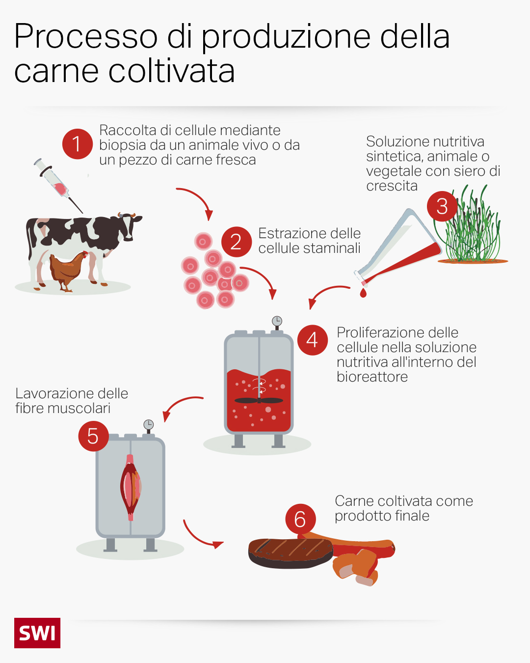 Infografica processo coltivazione carne in laboratorio