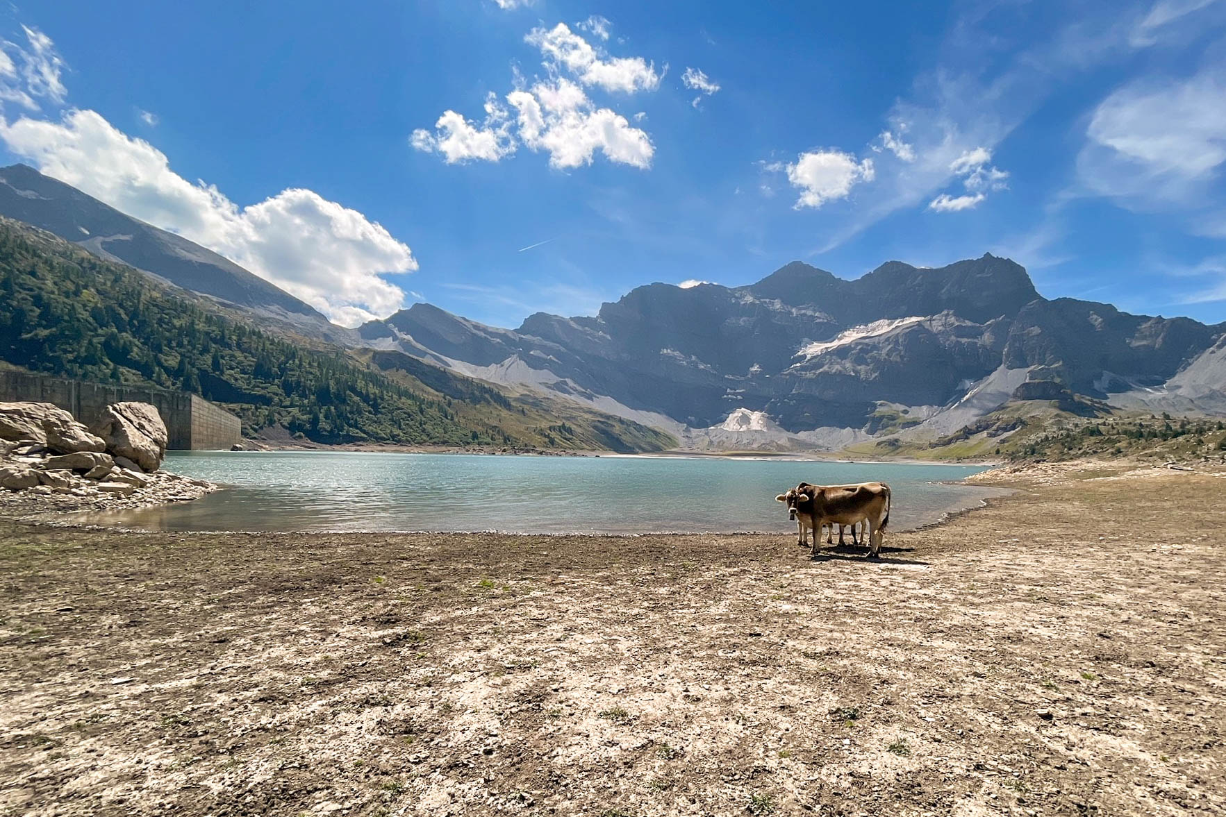 Mucche davanti a bacino idrico