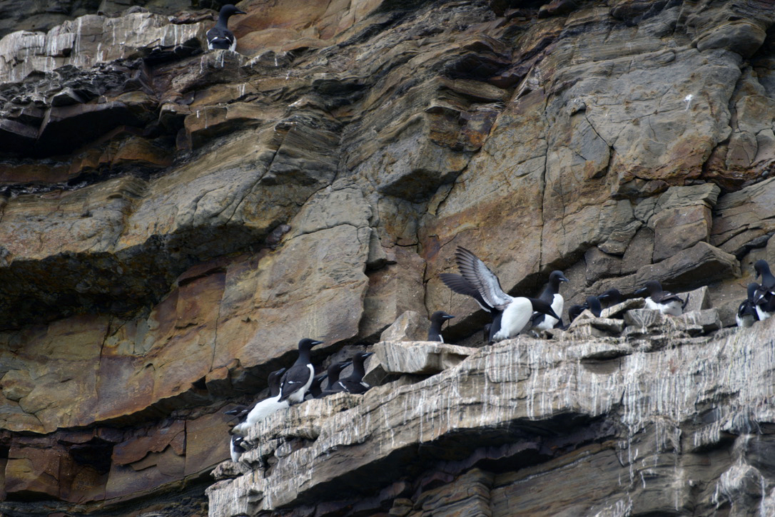 Bird cliff in Alkhornet