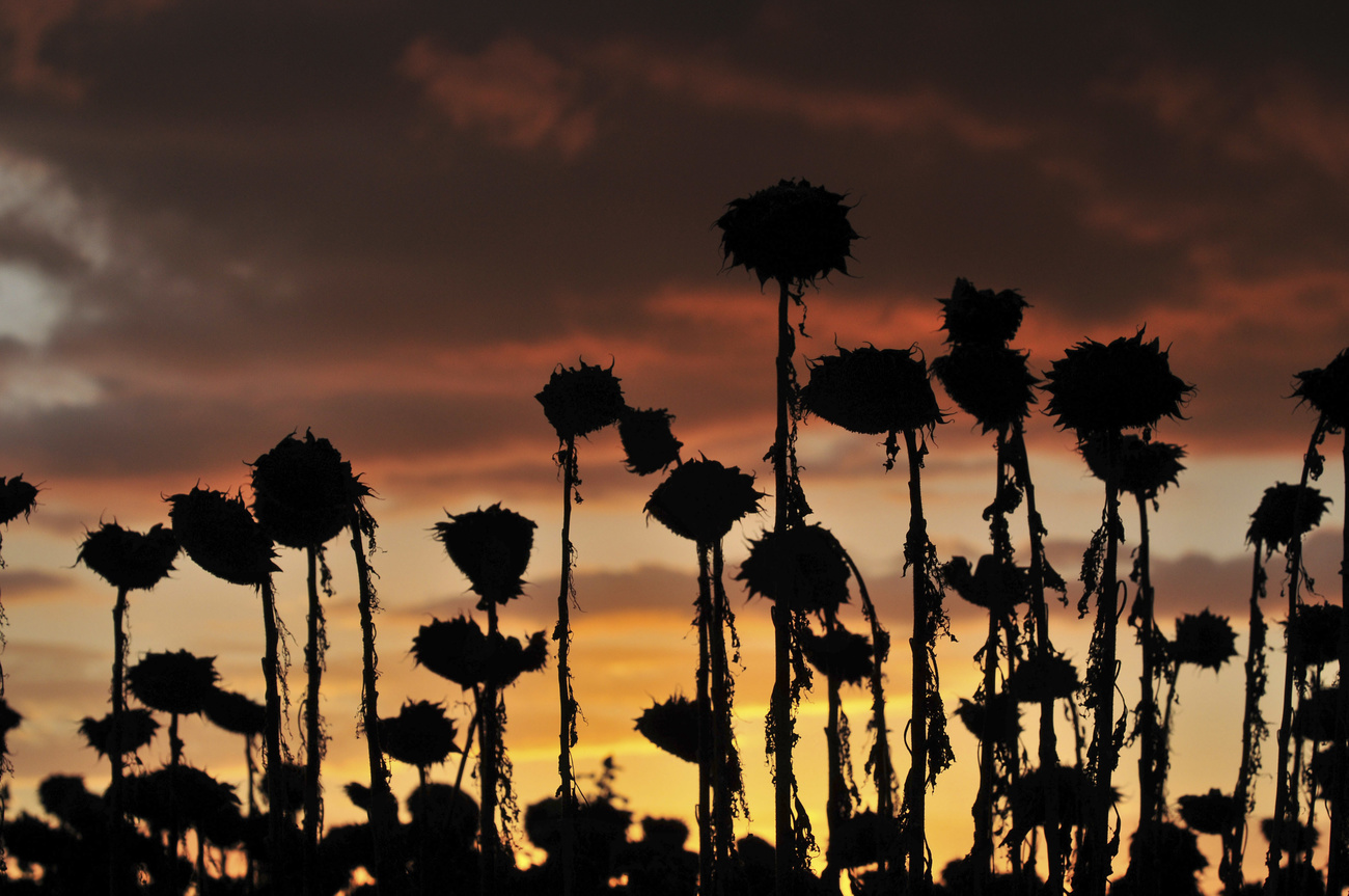 Sonnenblumen