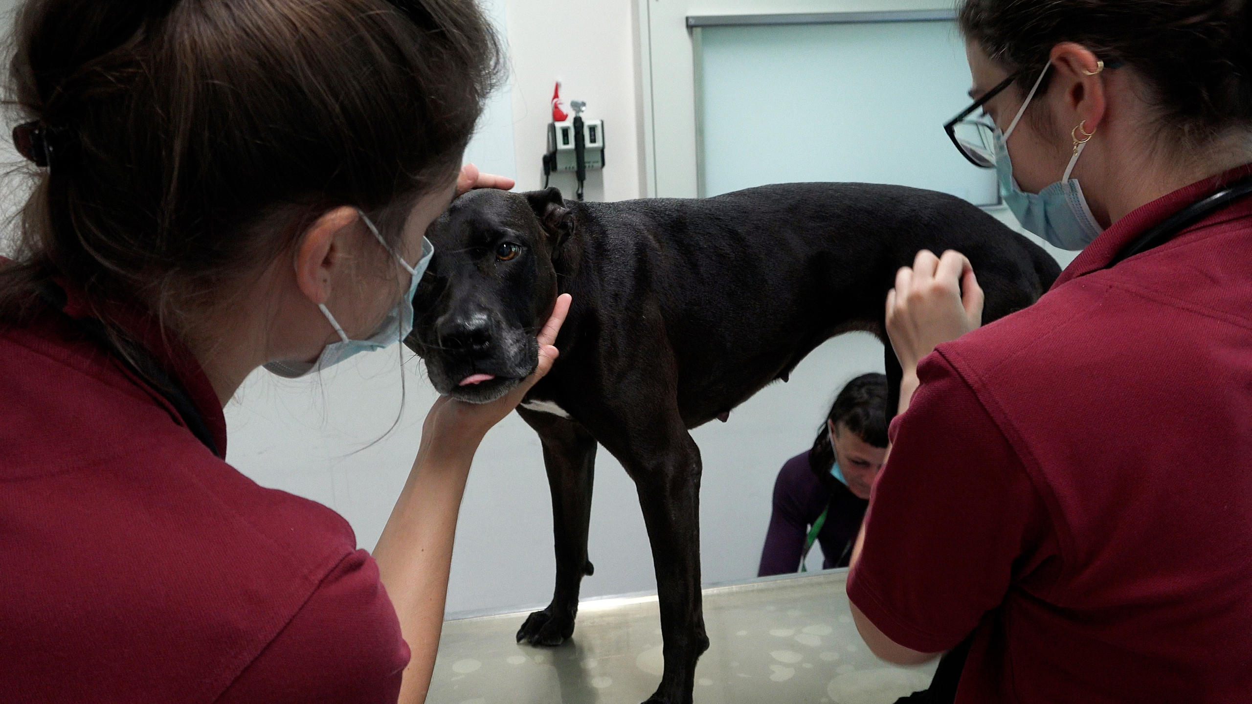 Vet students checking dog of homeless person