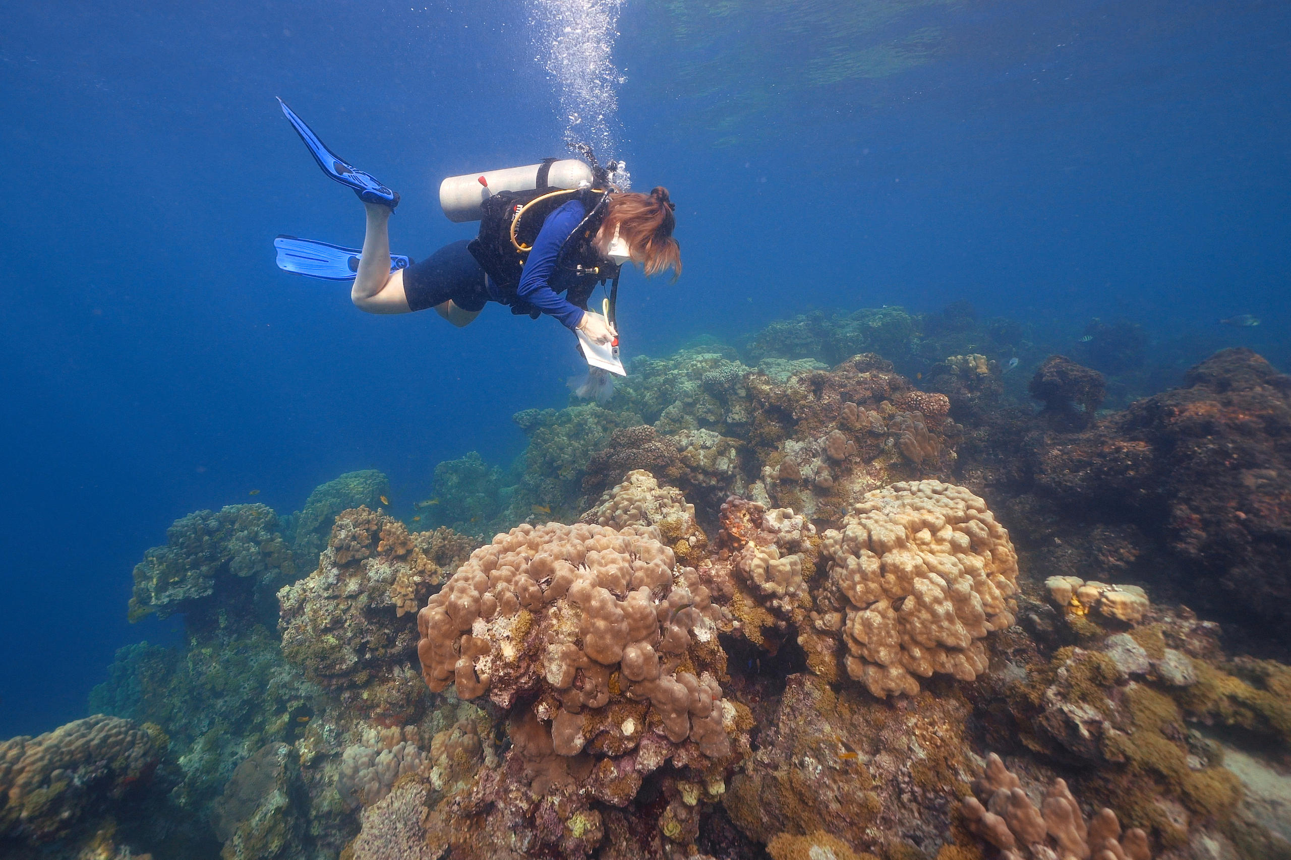 Un ecosistema diplomatico per salvare i coralli del Mar Rosso - SWI