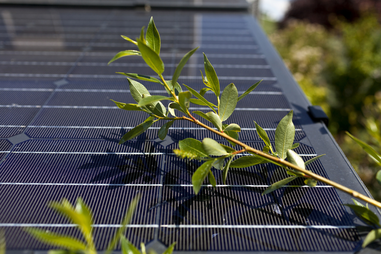 Green branch lays over solar panel.