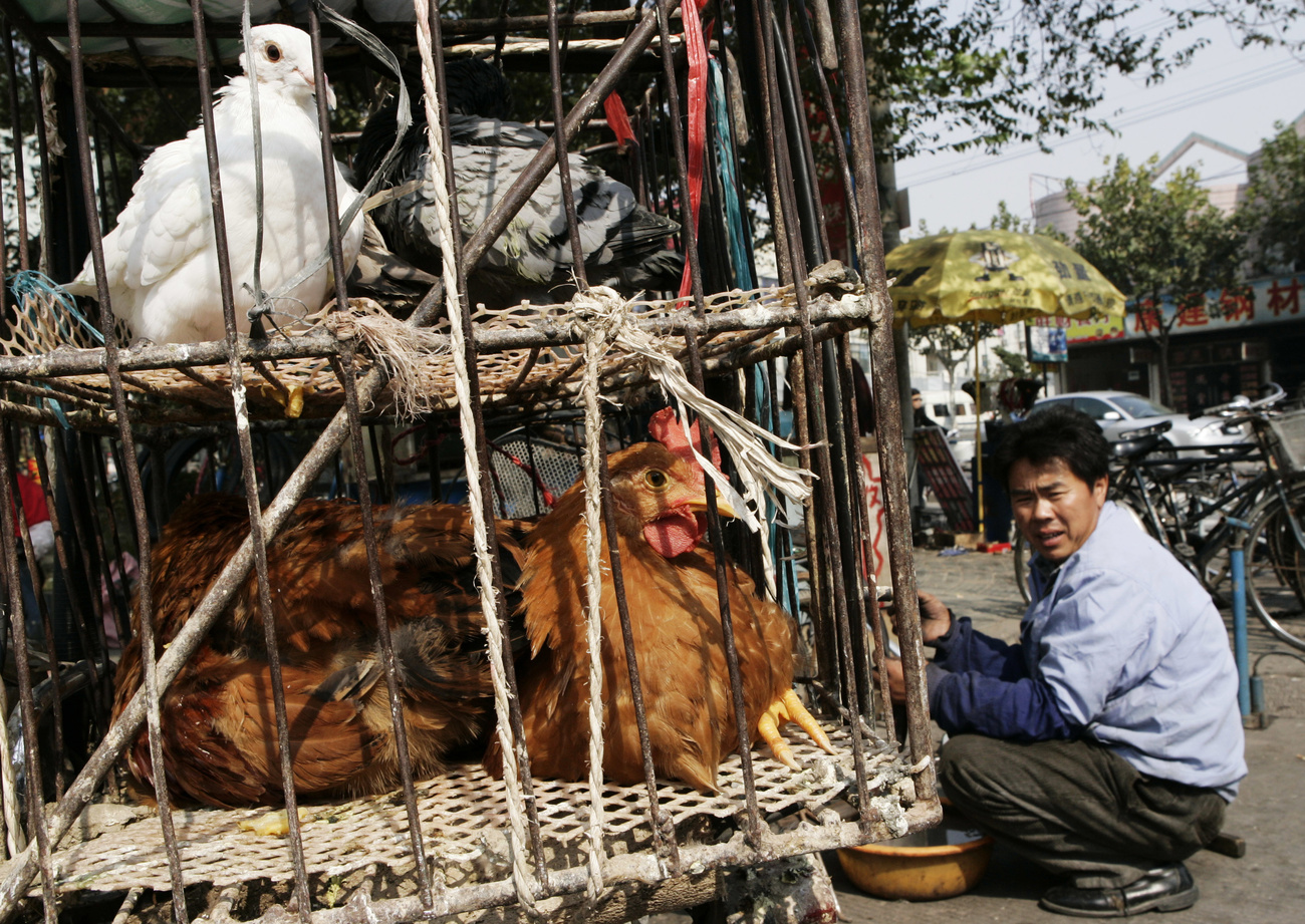 Ein Mann verkauft lebende Hühner