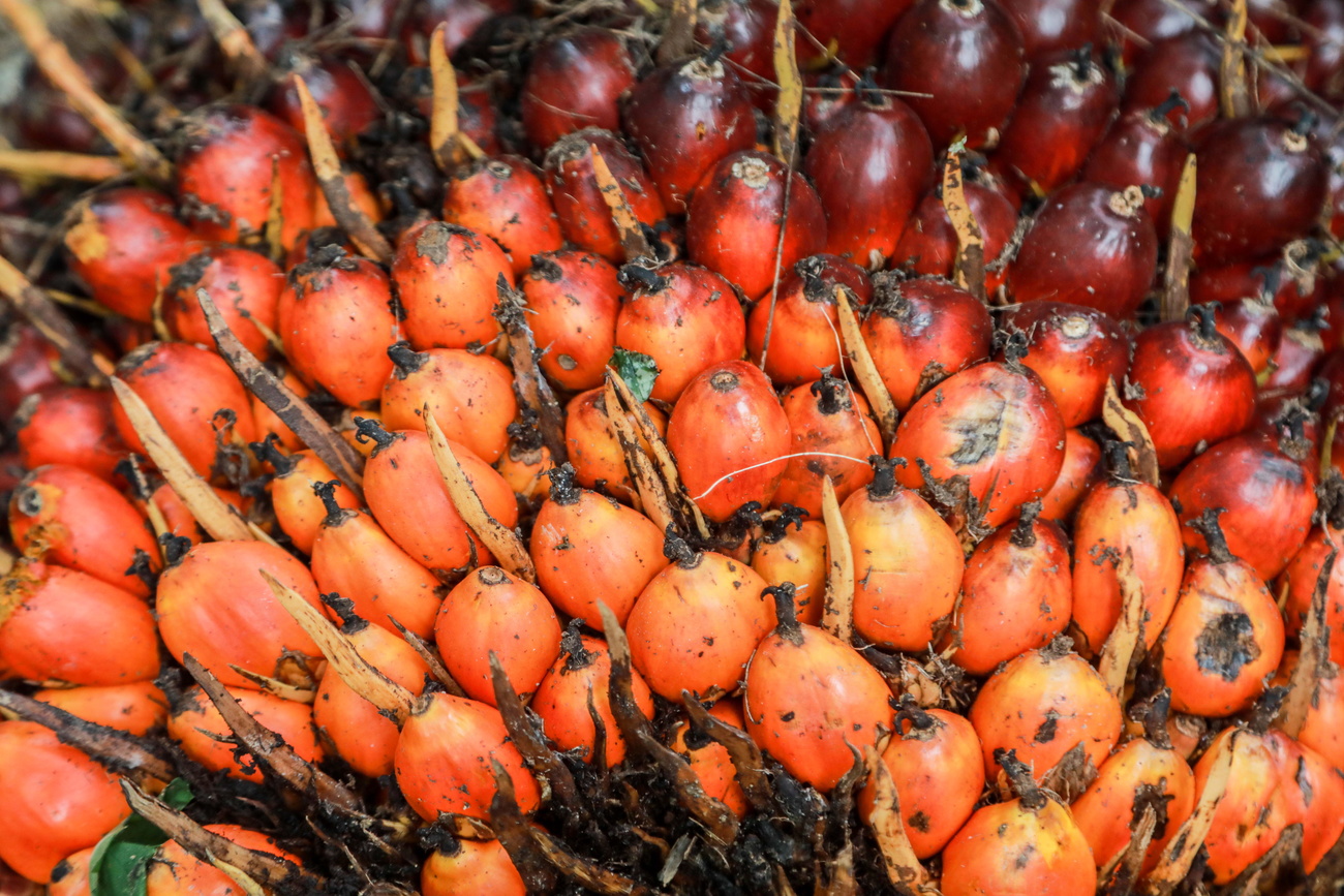 Frutas de palma recém-colhidas que são usadas para fazer óleo de palma.