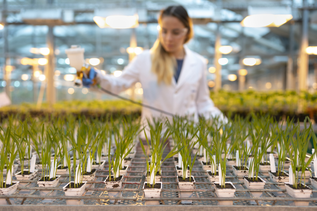 Scientist watering plants