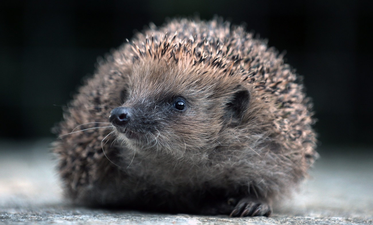 hedgehog