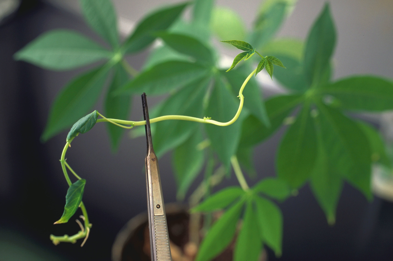 Plant receives genome editing