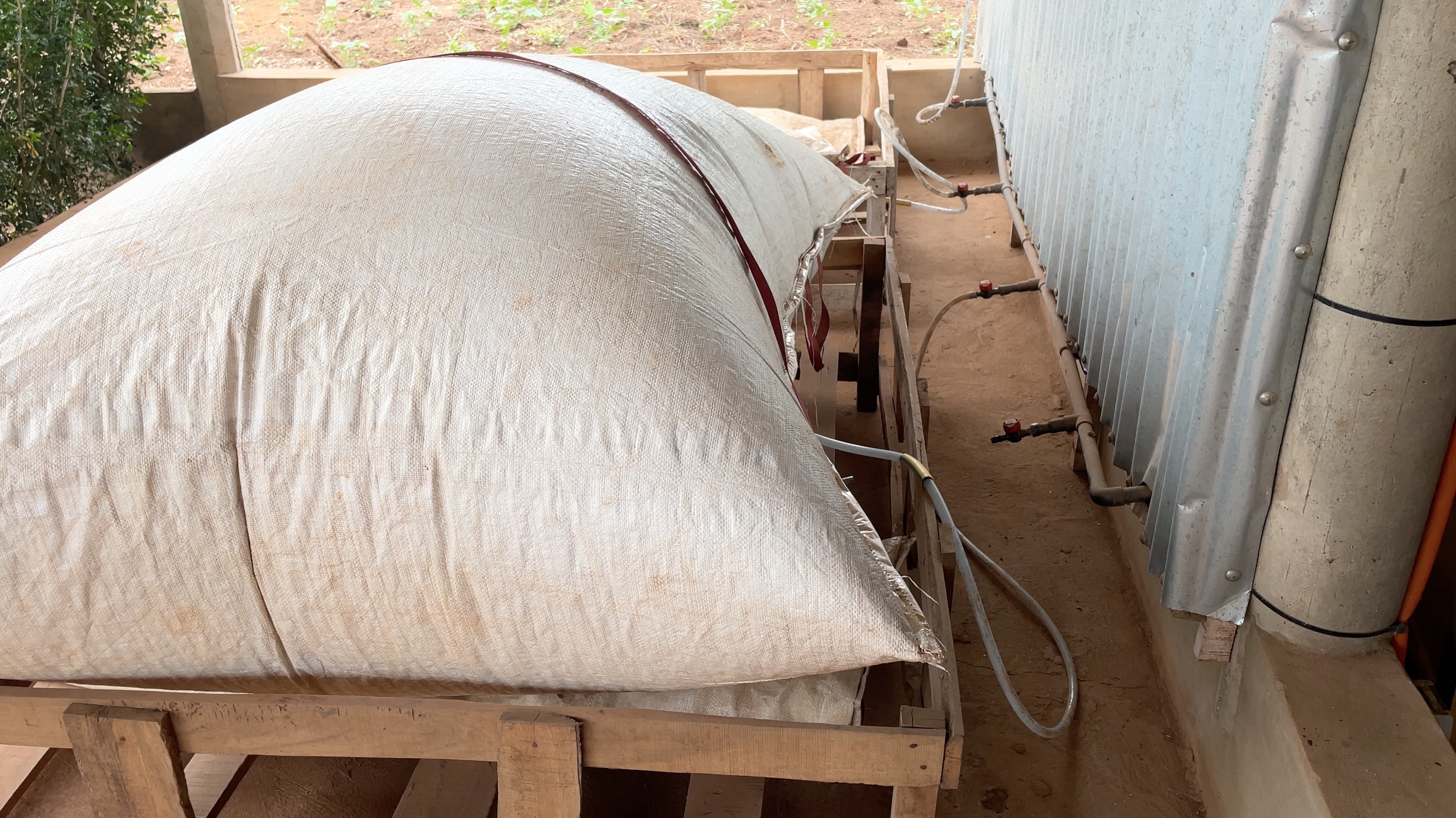 Ein mit Biogas gefüllter Sack, der über ein Plastikrohr mit einem Biogasbehälter verbunden ist