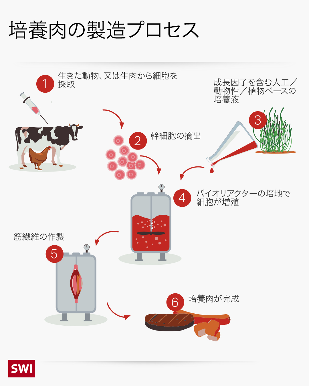 培養肉の製造プロセス