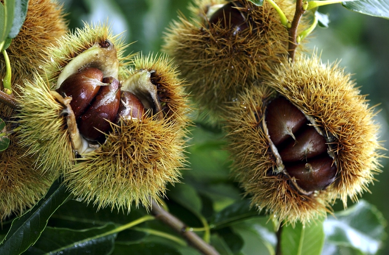 Castagne ancora sull albero.