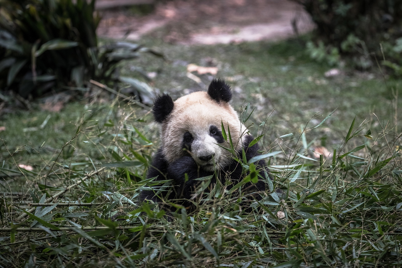 Un panda simbolo del WWF.