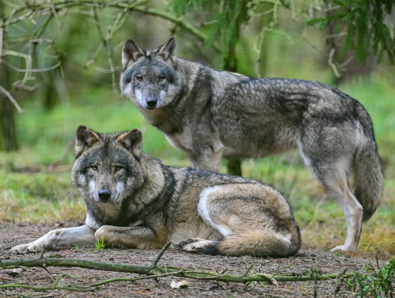 Il Lupo: risorsa per il mantenimento della biodiversità