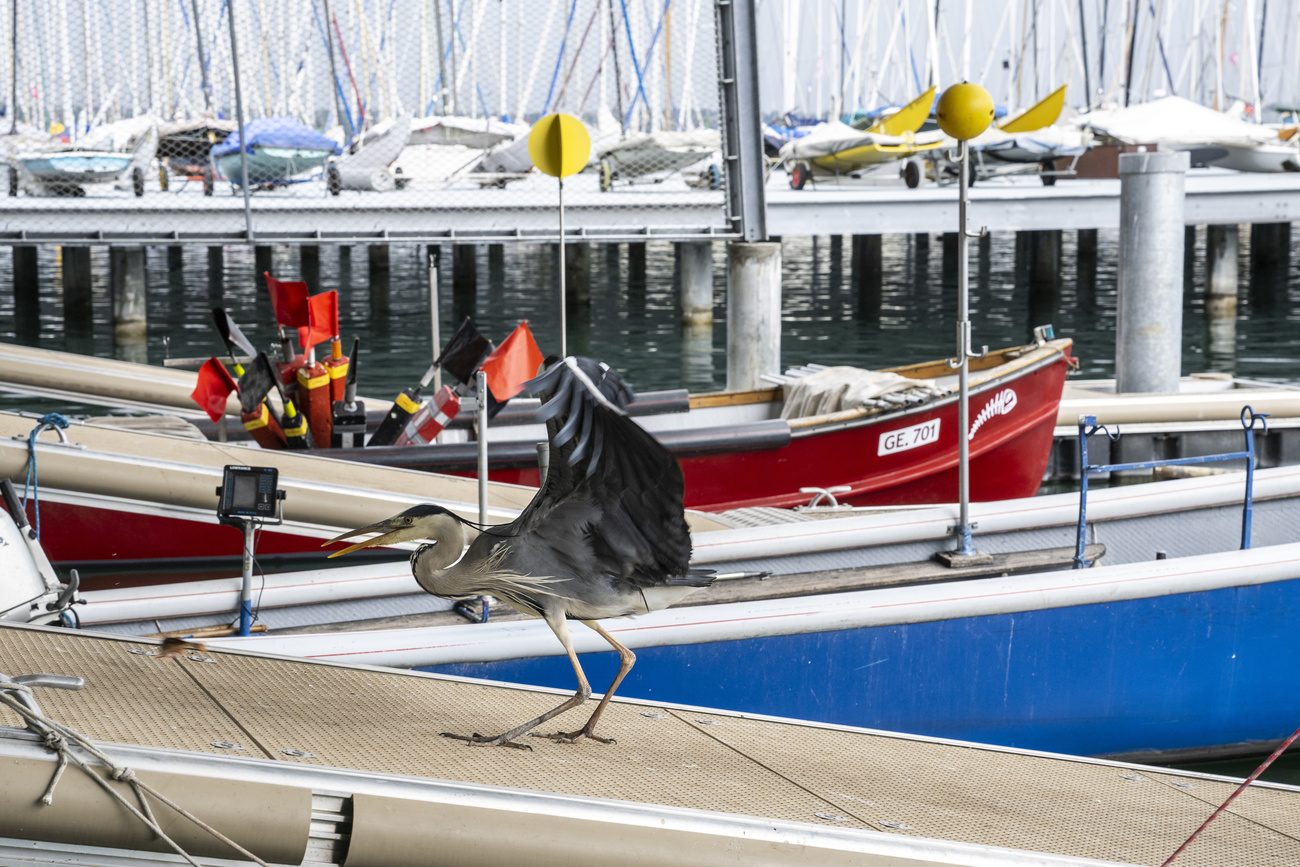 Heron in Geneva