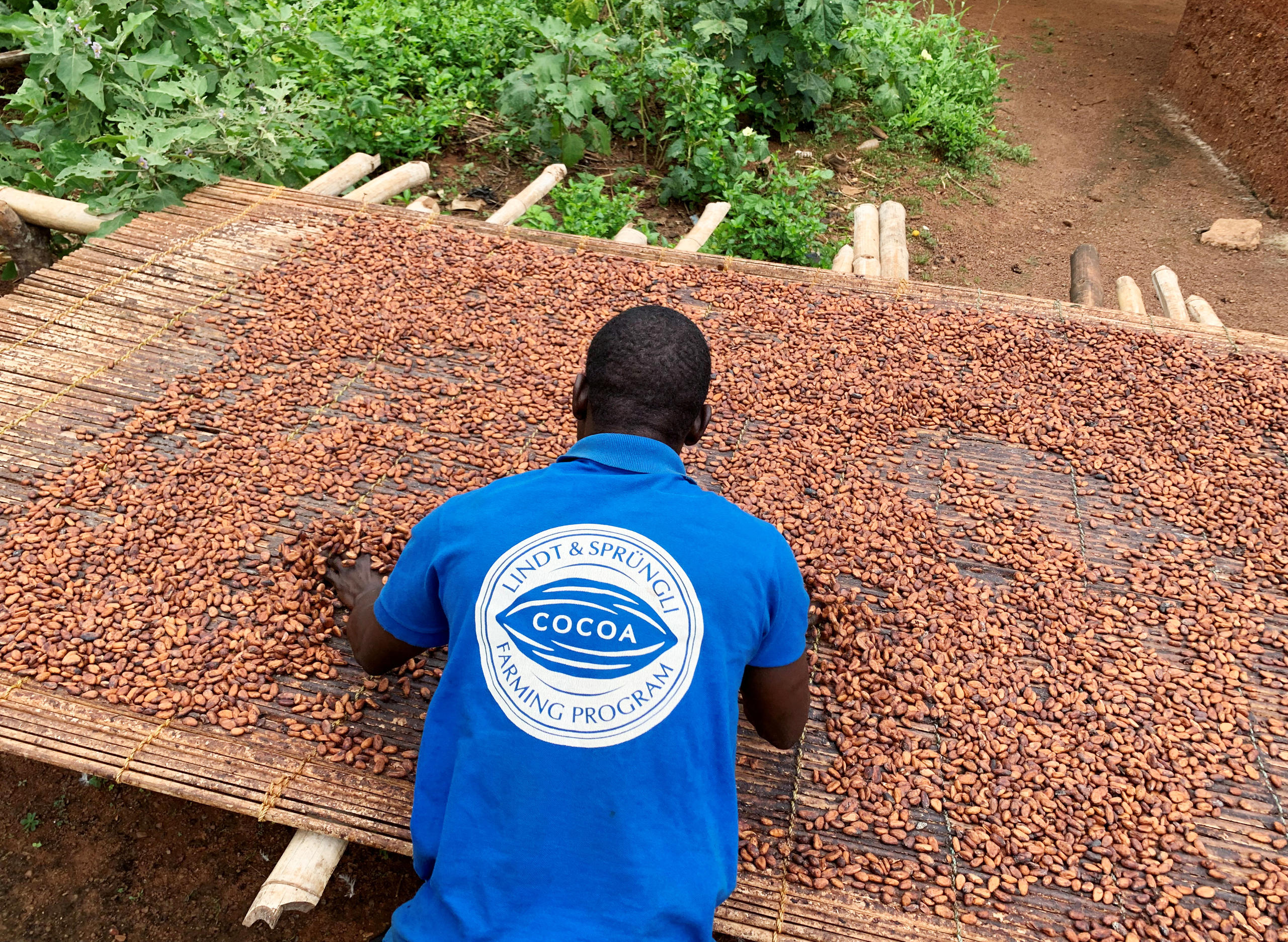 西非五分之一可可豆種植戶的收入不足以滿足其基本生活需求。