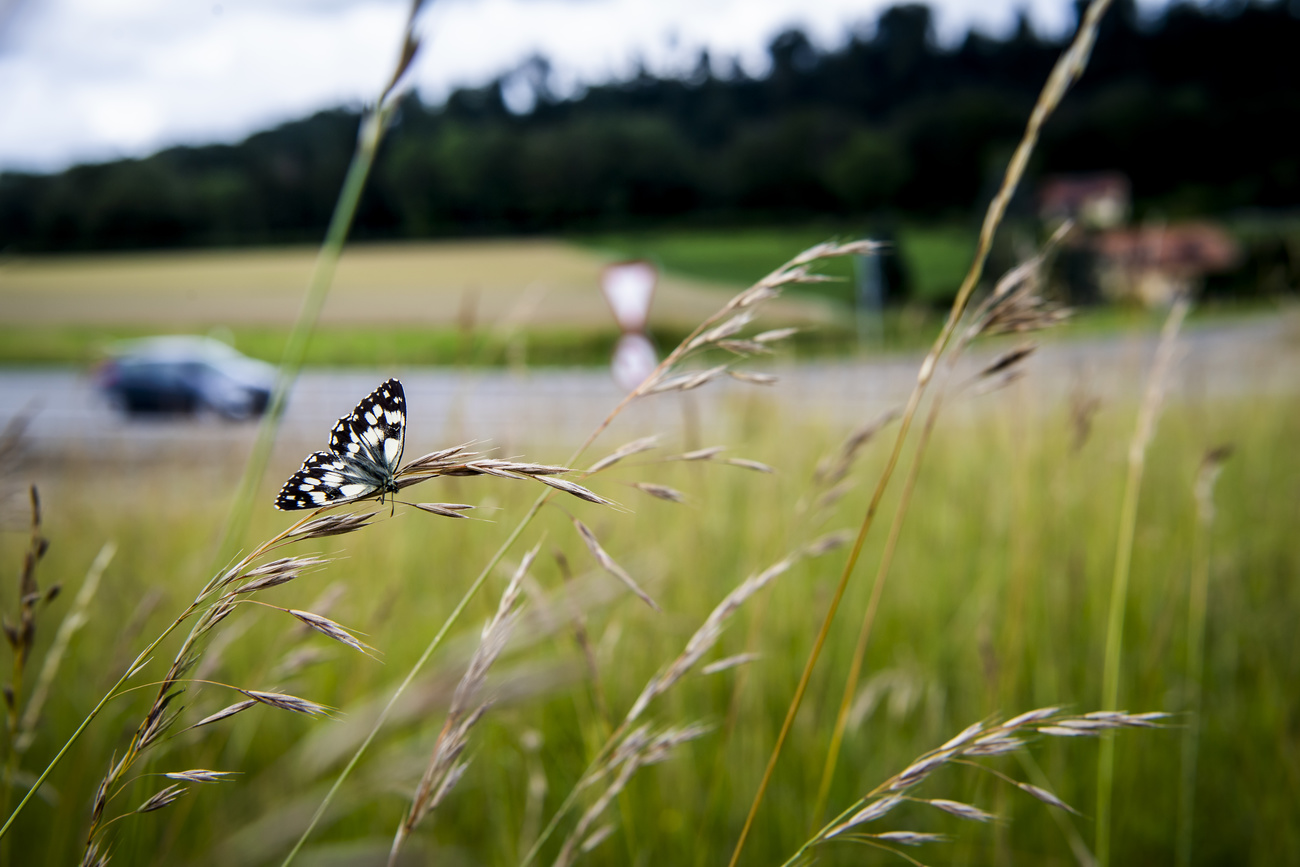un papillon noir et blanc sur une brindille au bord d une route