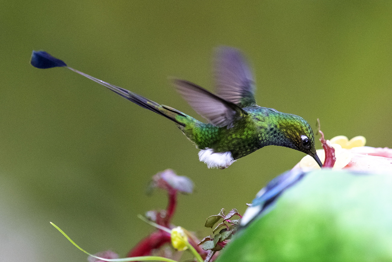 Colibrì