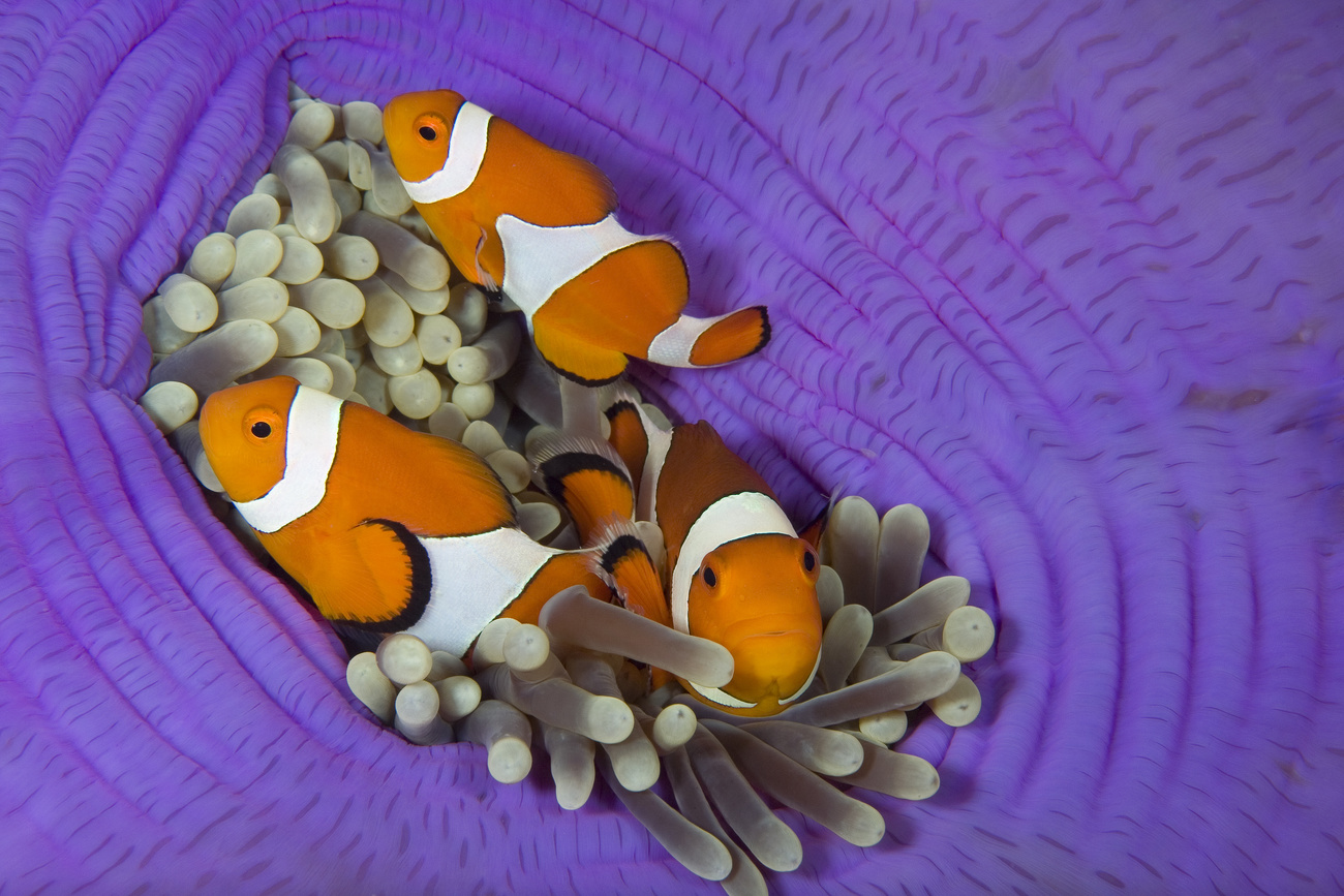 Pesci pagliaccio in un anemone