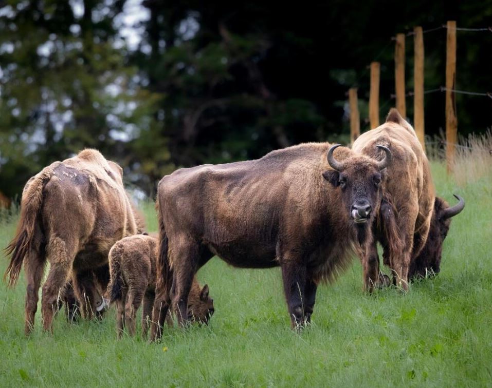 Fünf Wisente auf grüner Weide