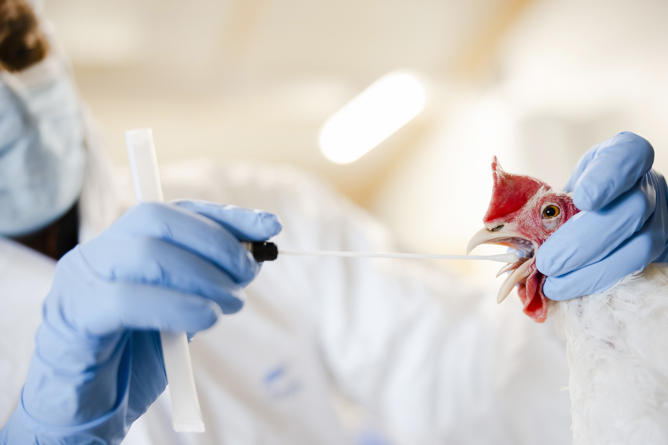 bird flu test