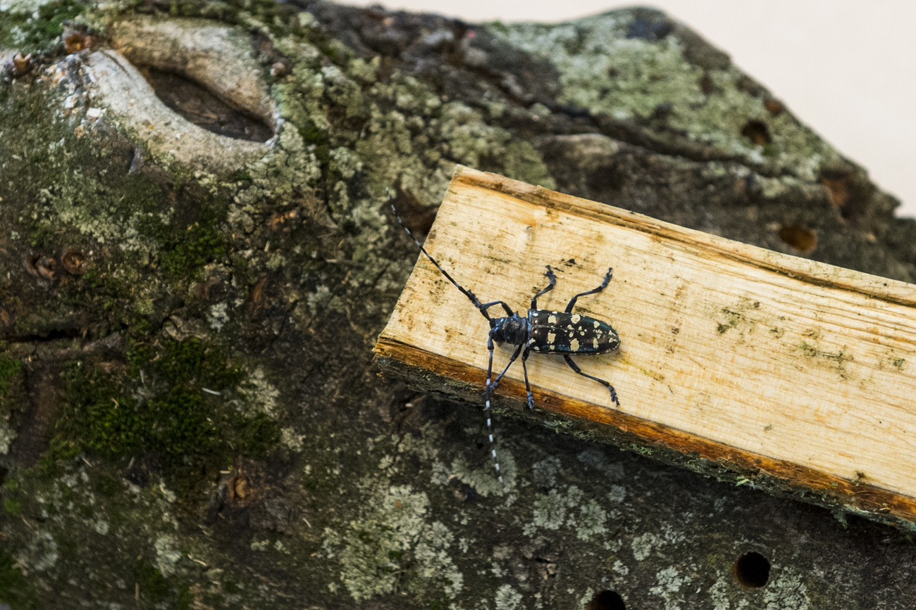 asian long-horned beetle