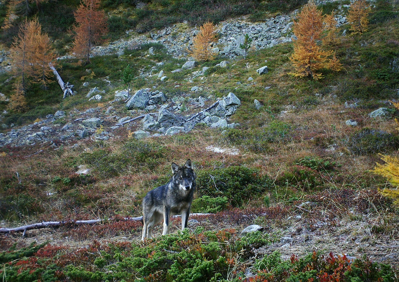 Lobo na Suíça.